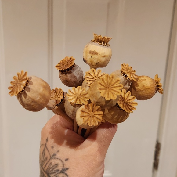 Dried Poppy Flowers - Picture 2 of 4